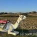 camel_bank_west_lux_h_0002_egy3040.jpg